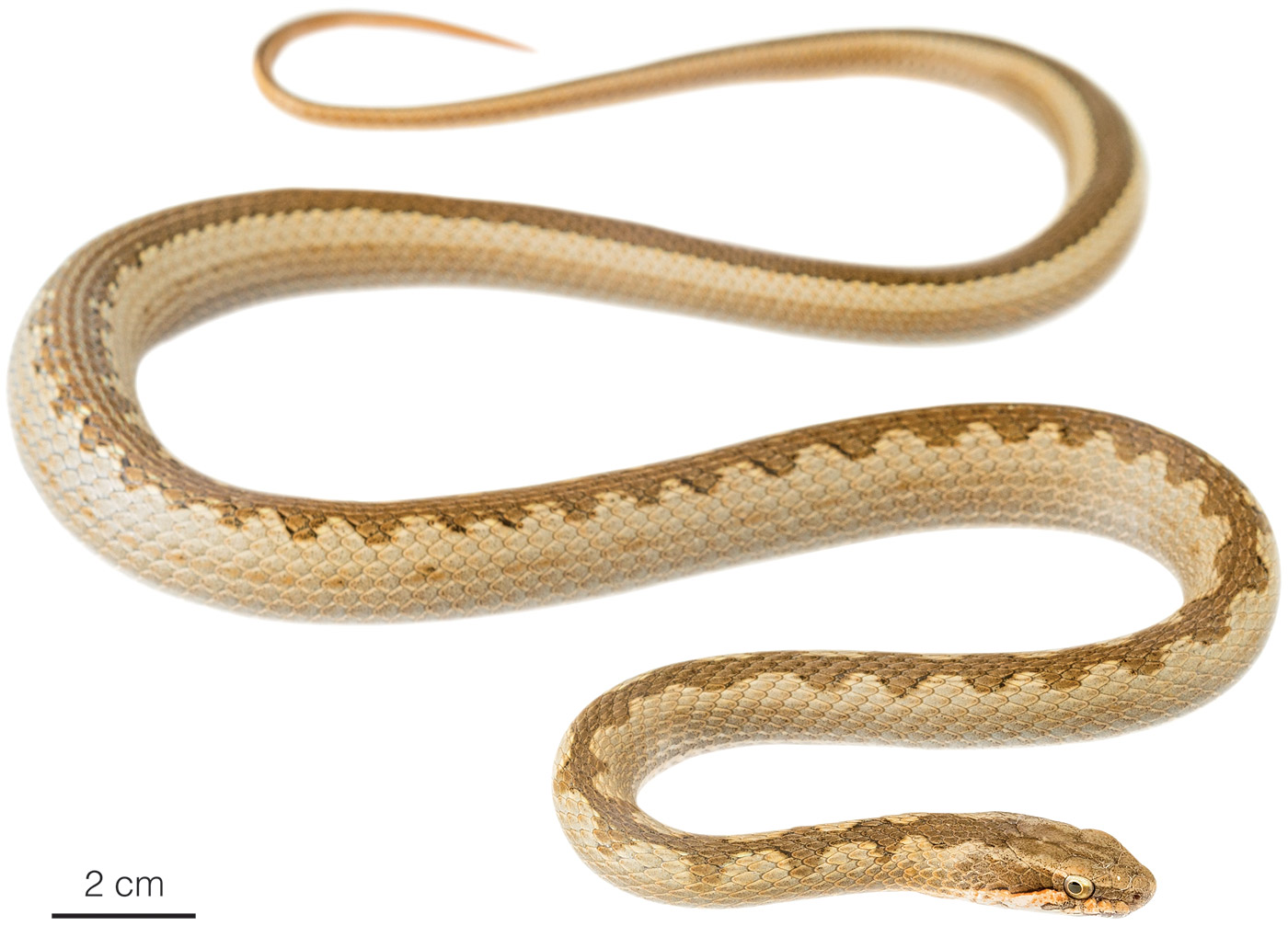 Figure showing an adult female of Pseudalsophis elegans