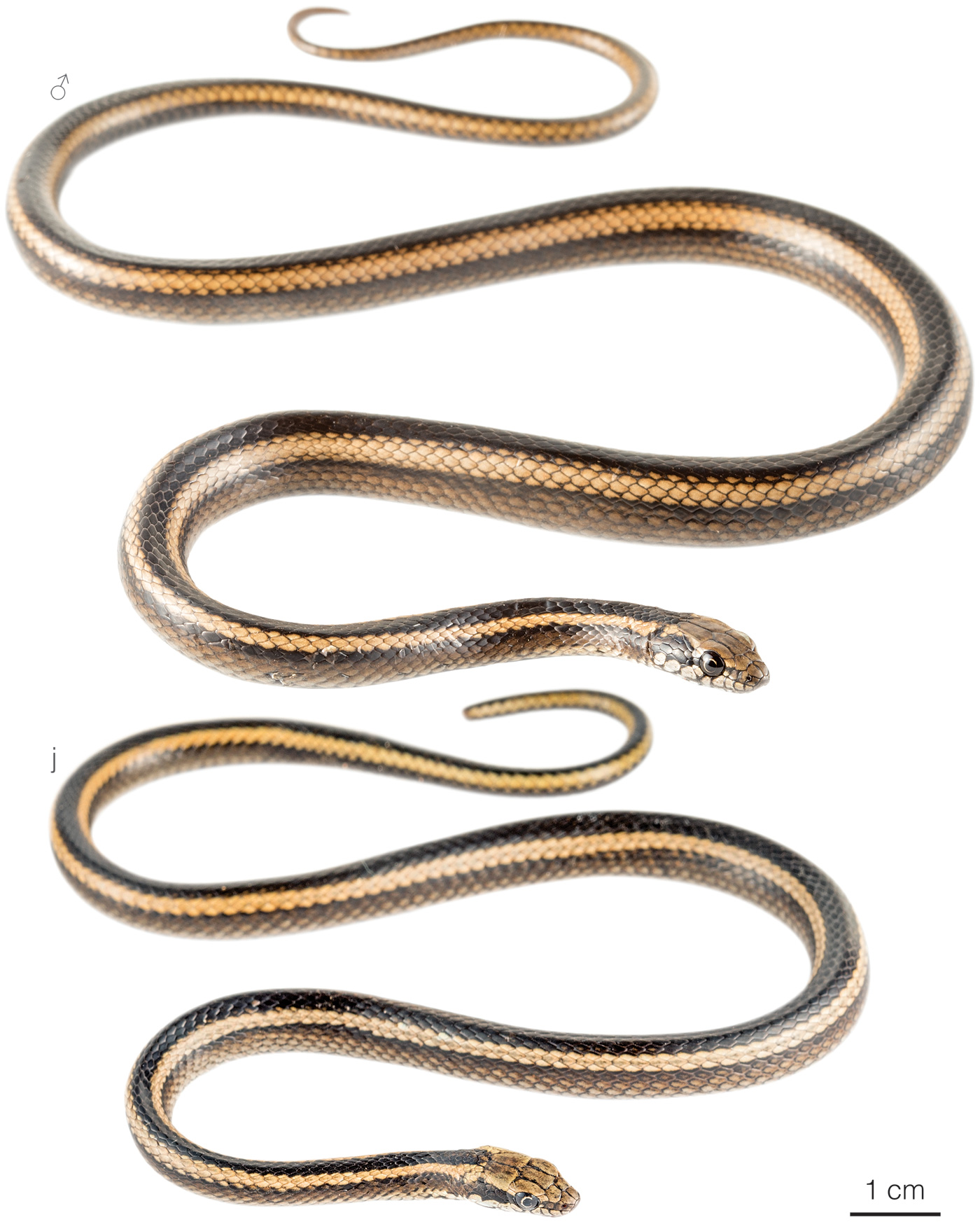 Figure showing variation among individuals of Pseudalsophis hephaestus
