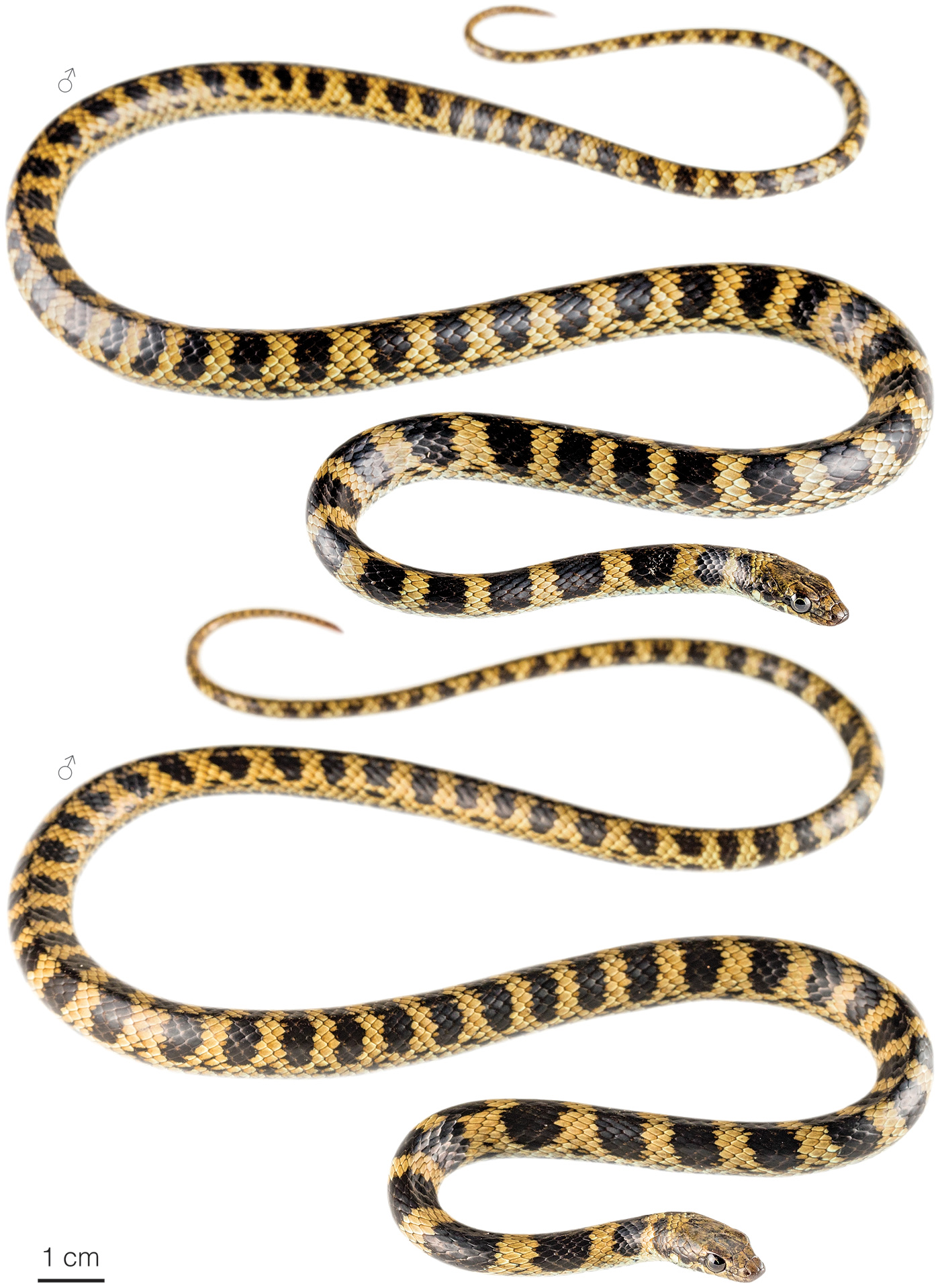 Figure showing variation among individuals of Pseudalsophis slevini
