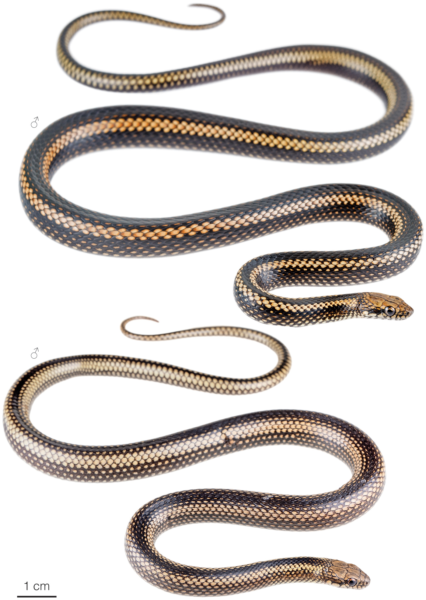 Figure showing variation among individuals of Pseudalsophis steindachneri