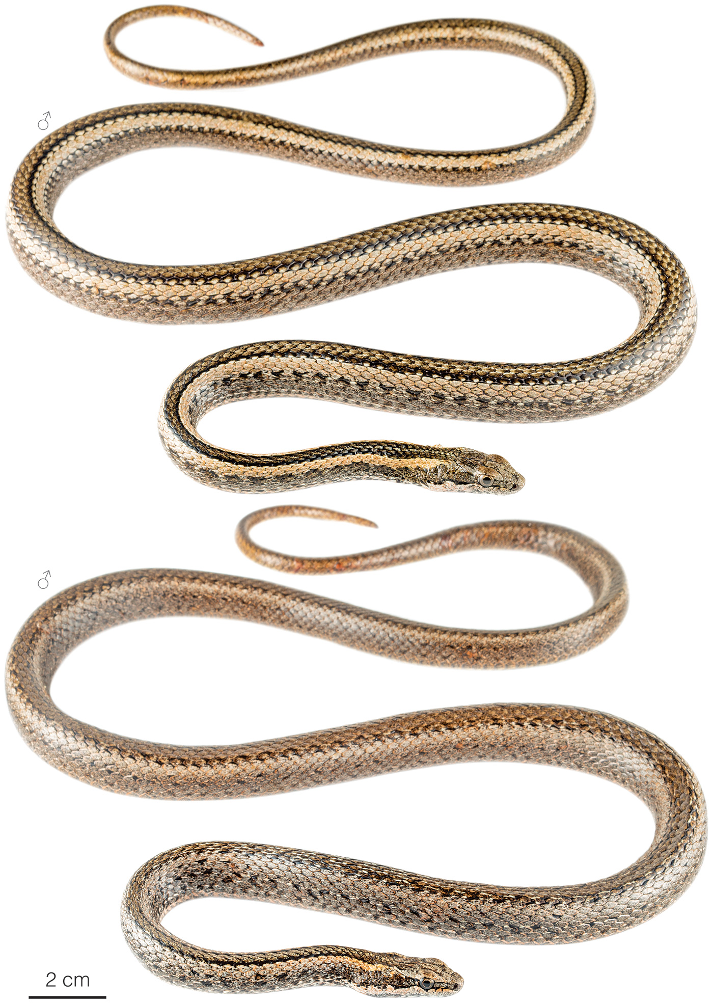 Figure showing variation among individuals of Pseudalsophis thomasi