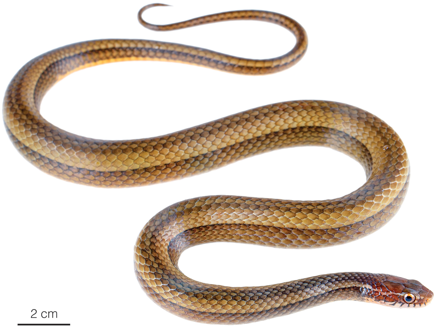 Figure showing an adult individual of Rhadinaea decorata