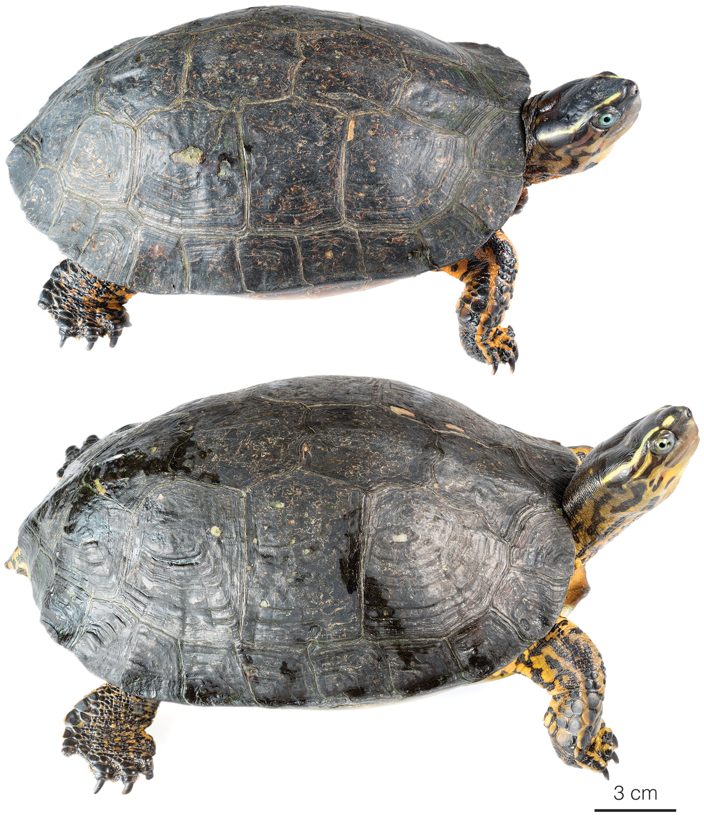 Figure showing variation among individuals of Rhinoclemmys melanosterna