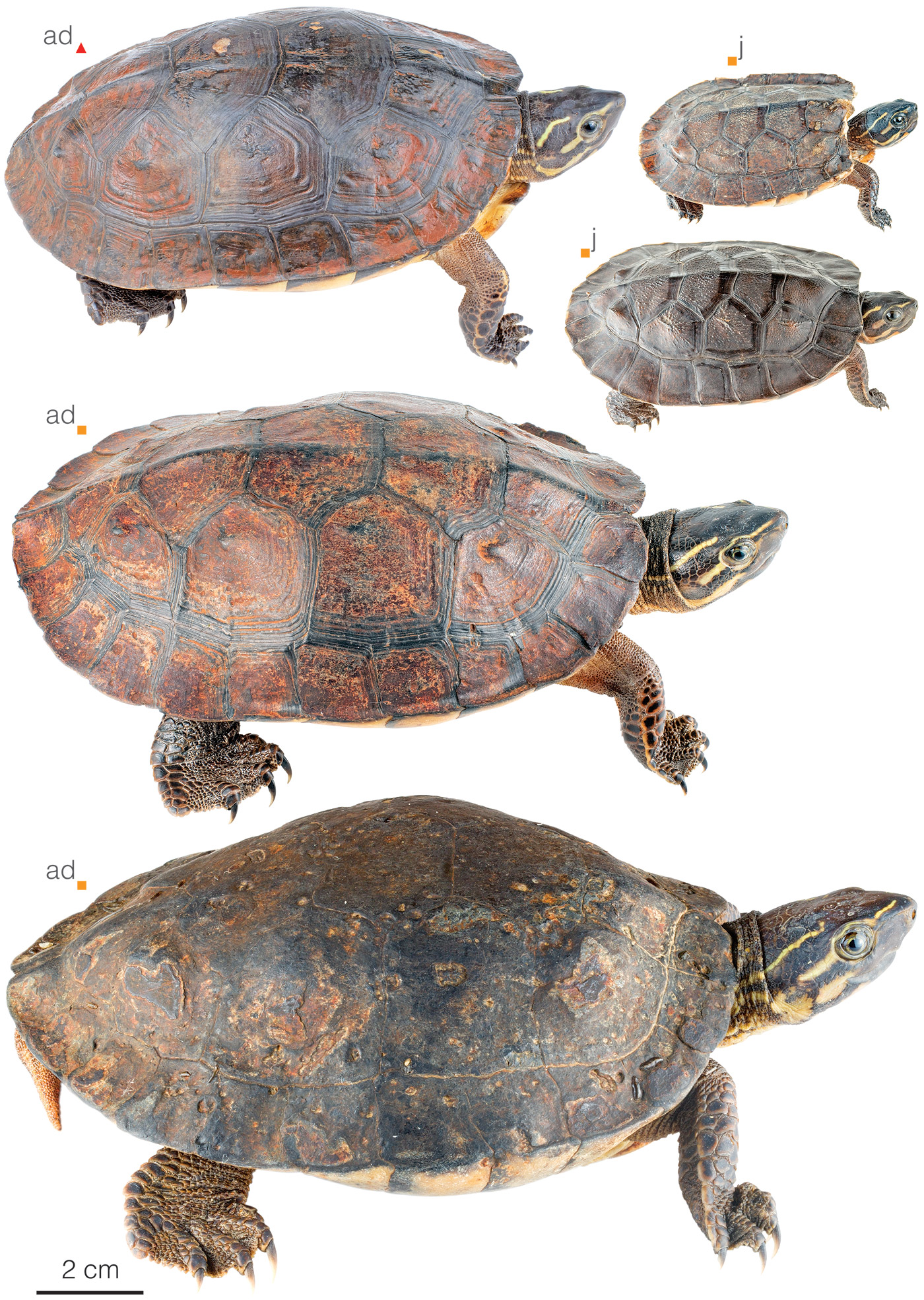 Figure showing variation among individuals of Rhinoclemmys nasuta