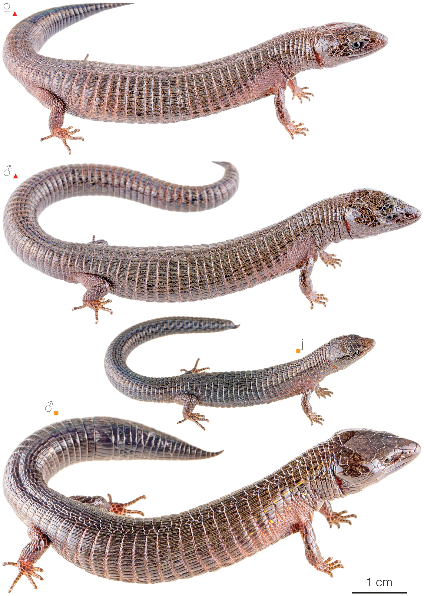 Figure showing variation among individuals of Riama jenningsi