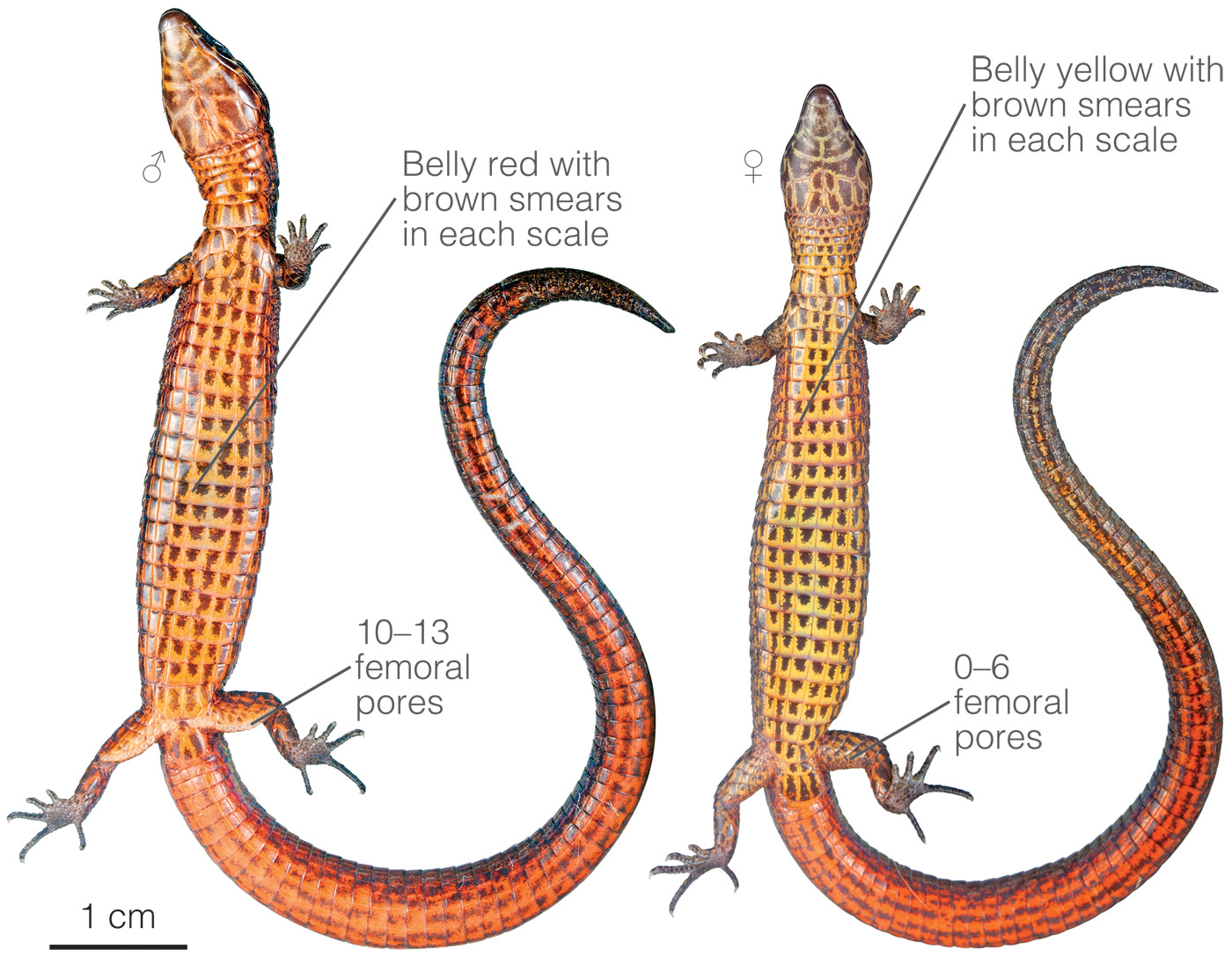 Figure showing morphological differences between the ventral aspect of males and females of Riama labionis