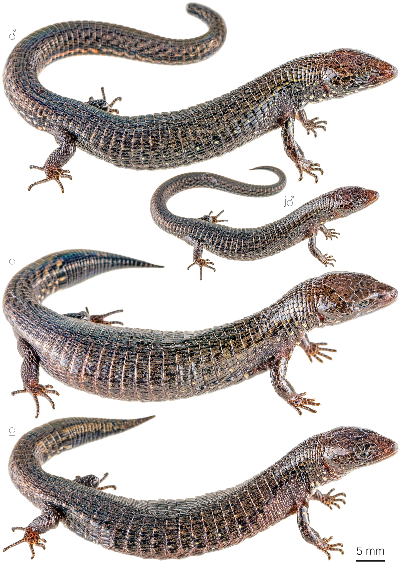 Figure showing variation among individuals of Riama muchmoreorum