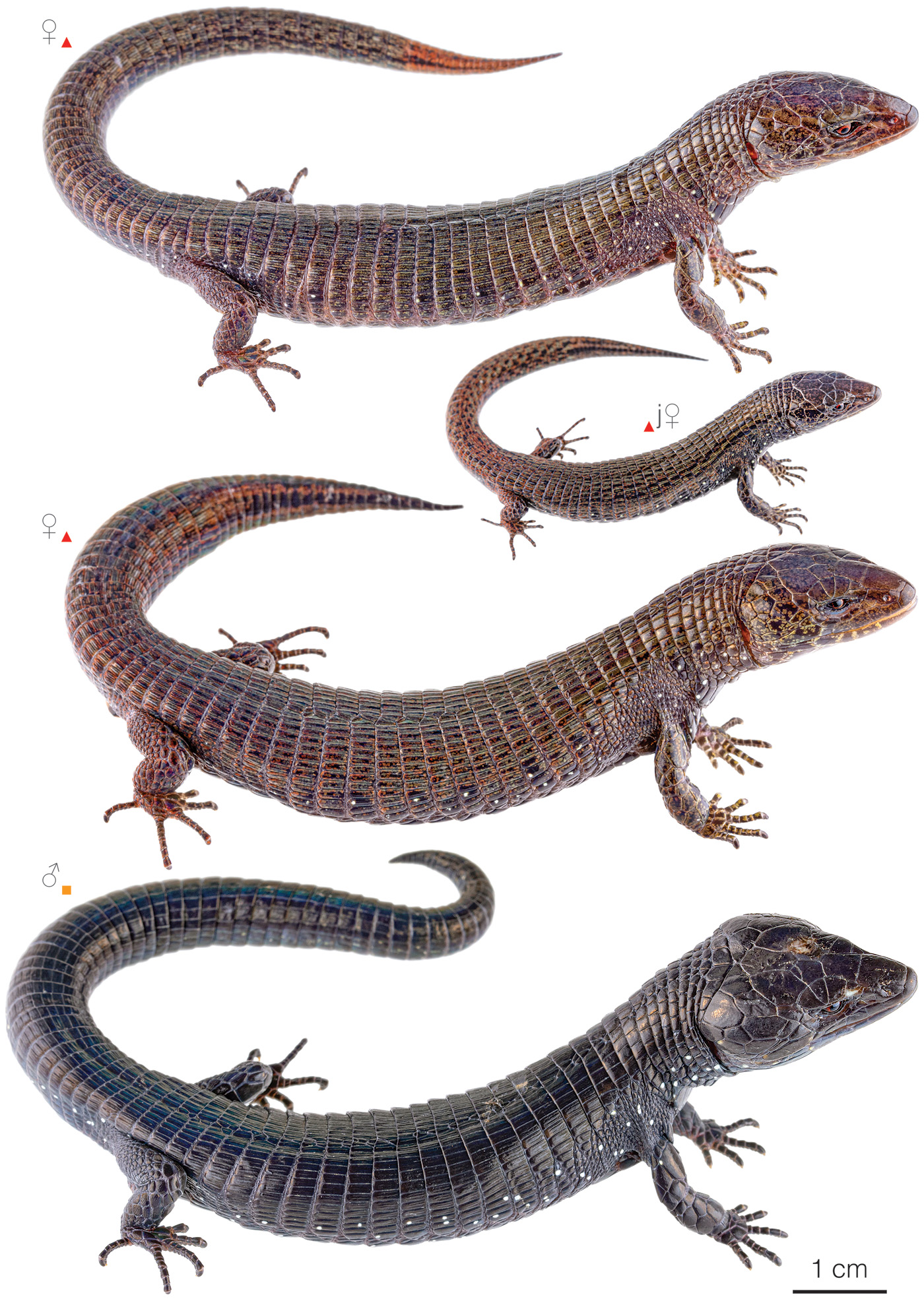 Figure showing variation among individuals of Riama tarletonorum