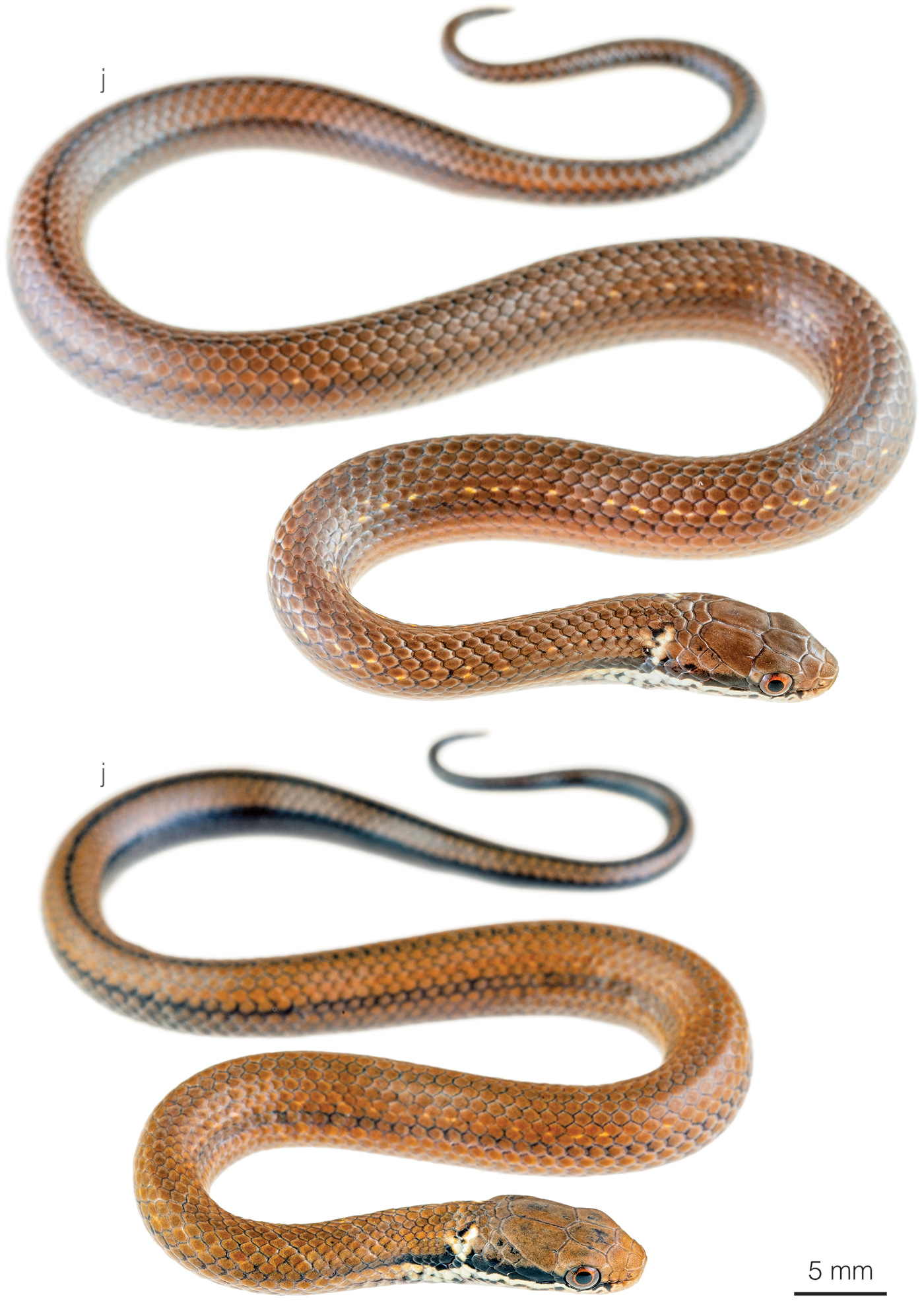 Figure showing variation among individuals of Saphenophis boursieri