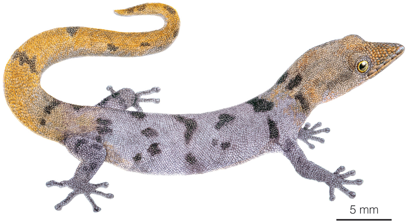 Illustration of an adult male of Sphaerodactylus scapularis