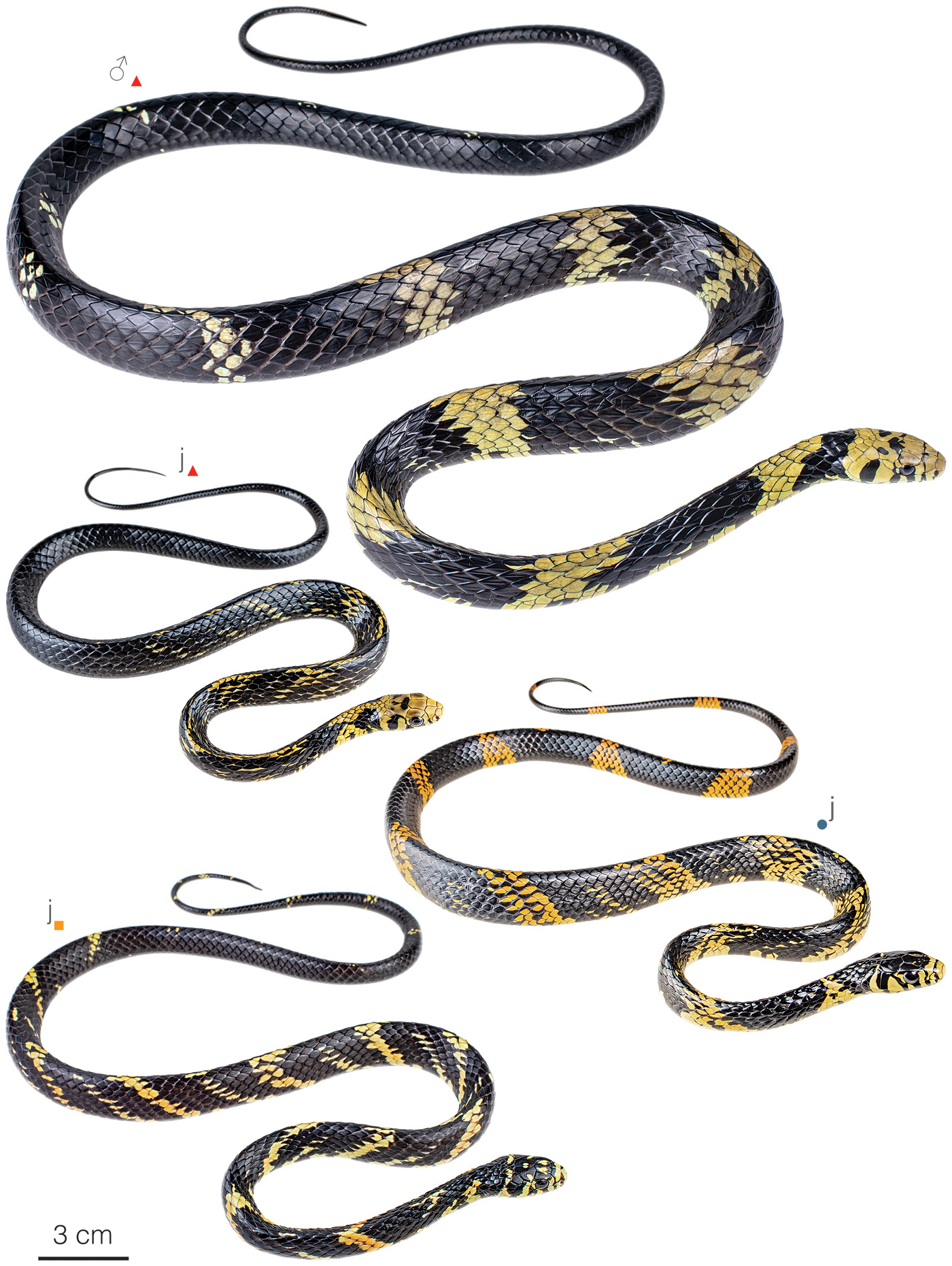 Figure showing variation among individuals of Spilotes pullatus