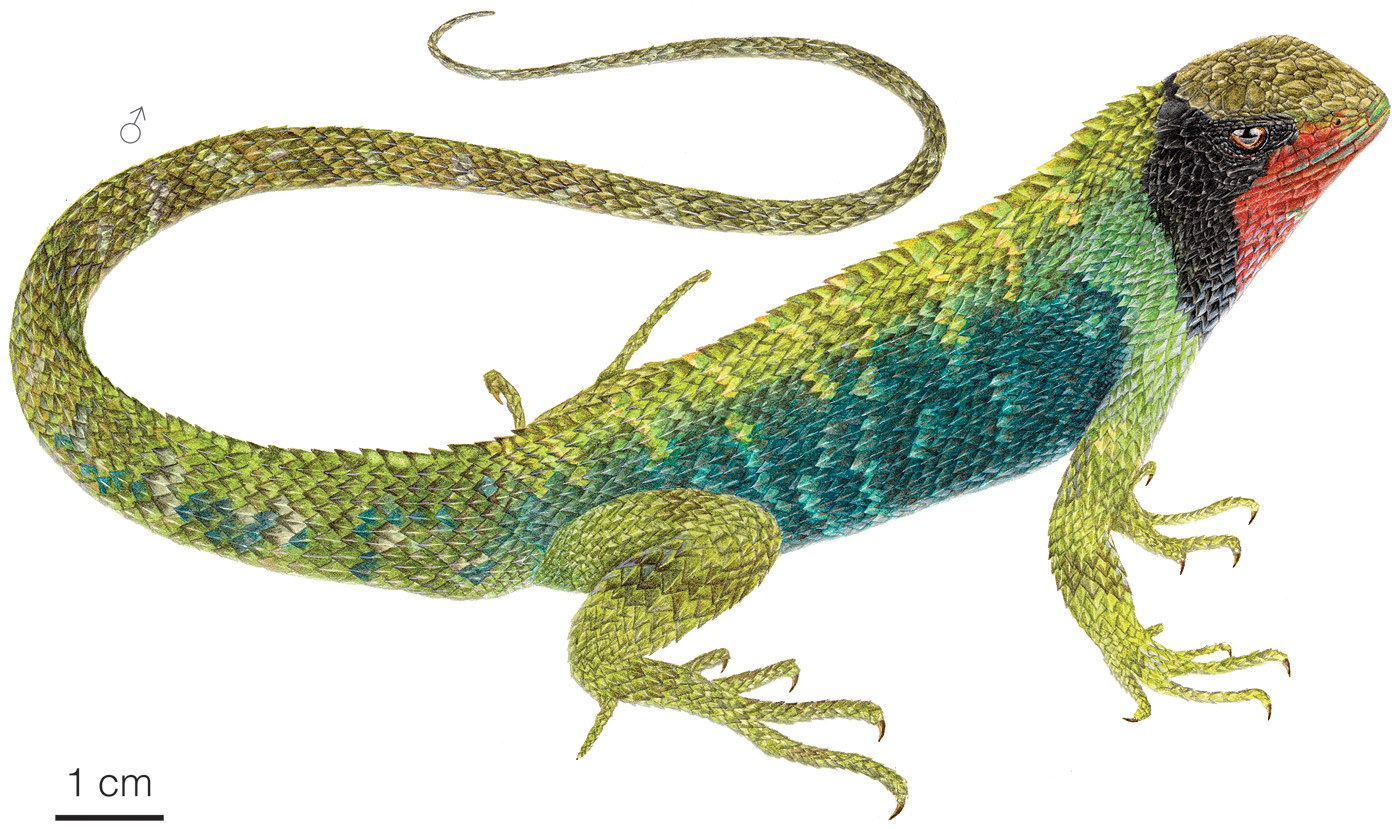 Illustration of an adult male of Stenocercus aculeatus