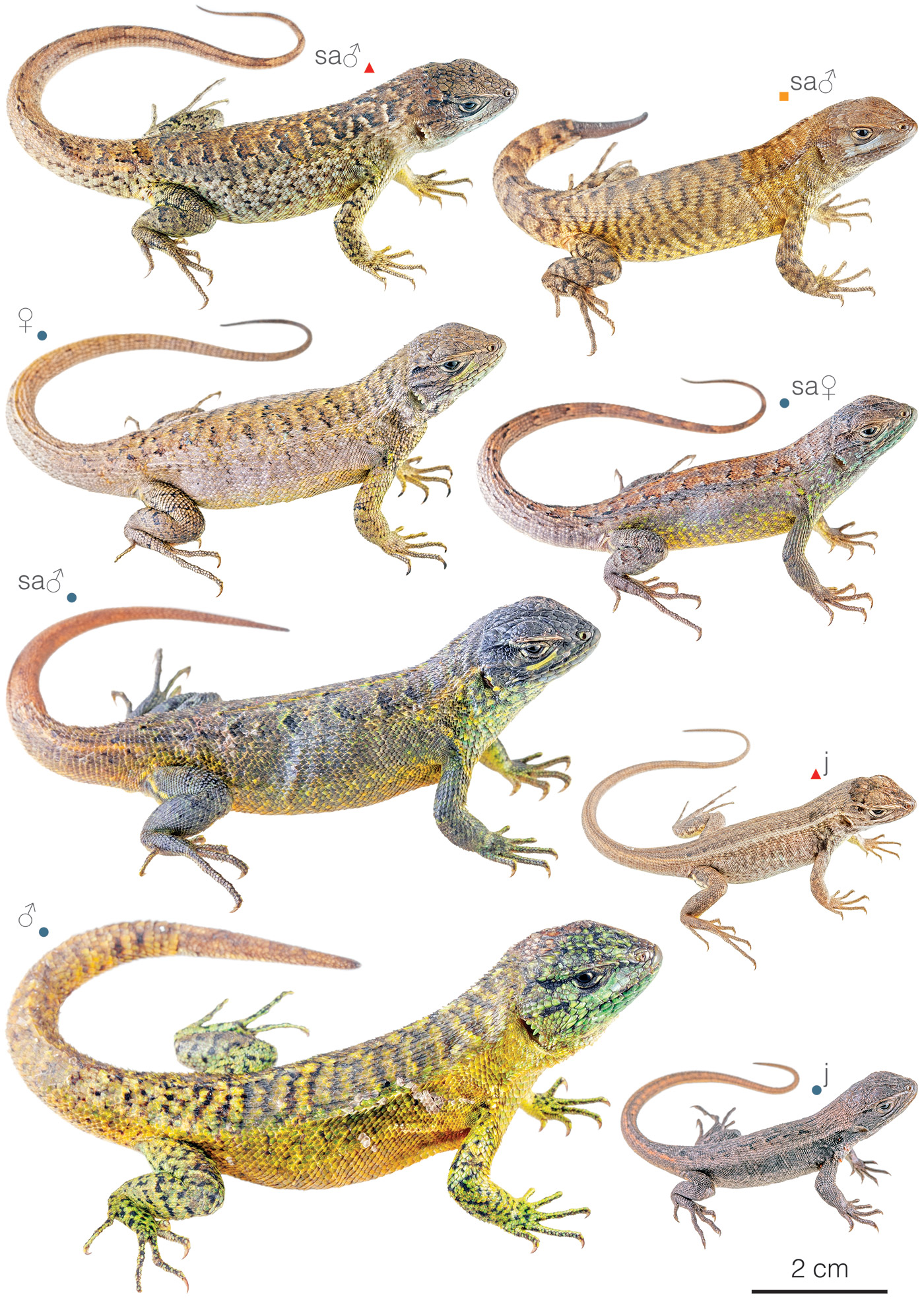 Figure showing variation among individuals of Stenocercus cadlei