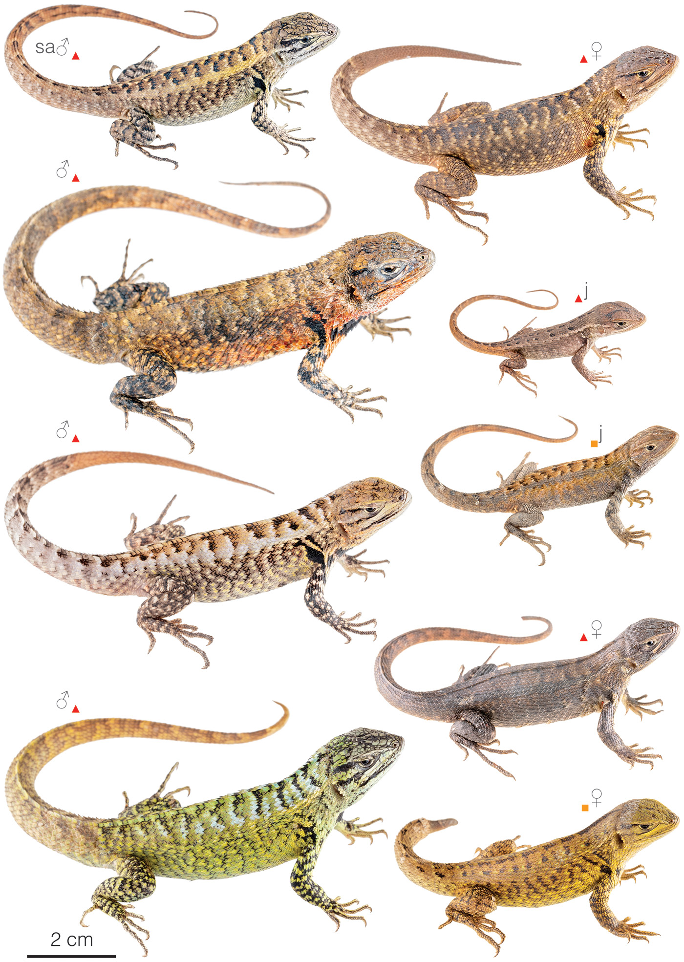 Figure showing variation among individuals of Stenocercus festae