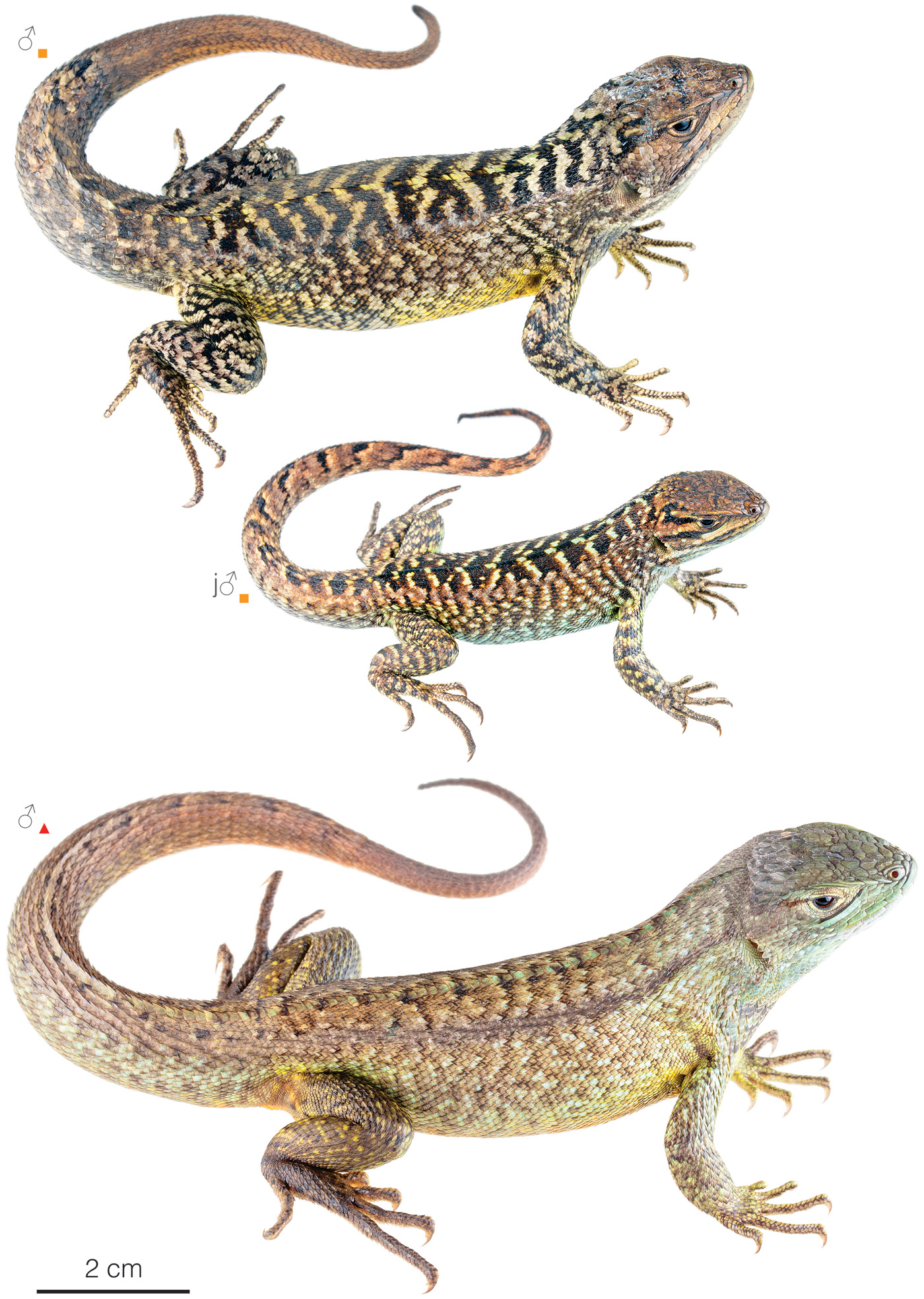 Figure showing variation among individuals of Stenocercus guentheri