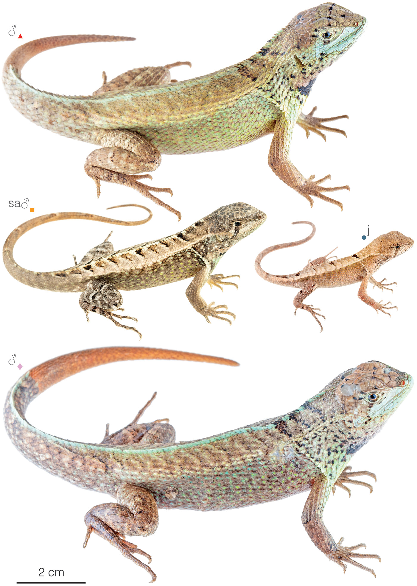 Figure showing variation among individuals of Stenocercus iridescens