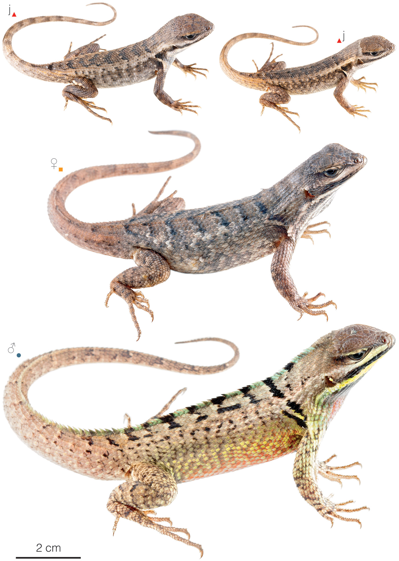 Figure showing variation among individuals of Stenocercus rhodomelas