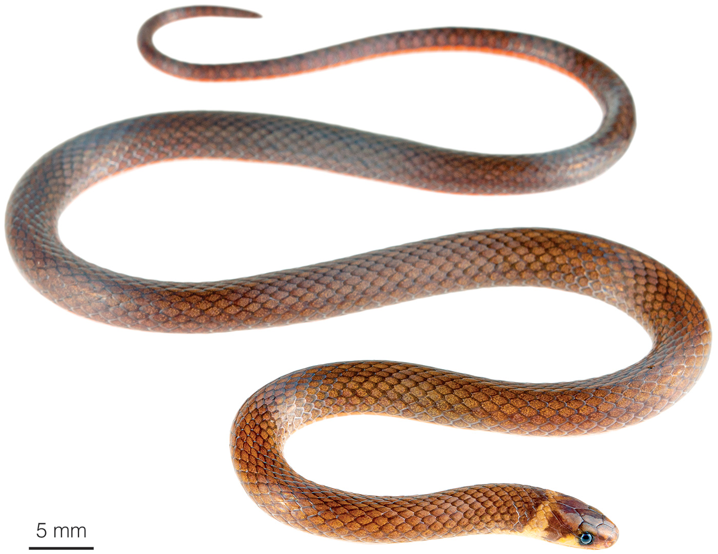 Red-necked Centipede-Snake (Tantilla alticola)