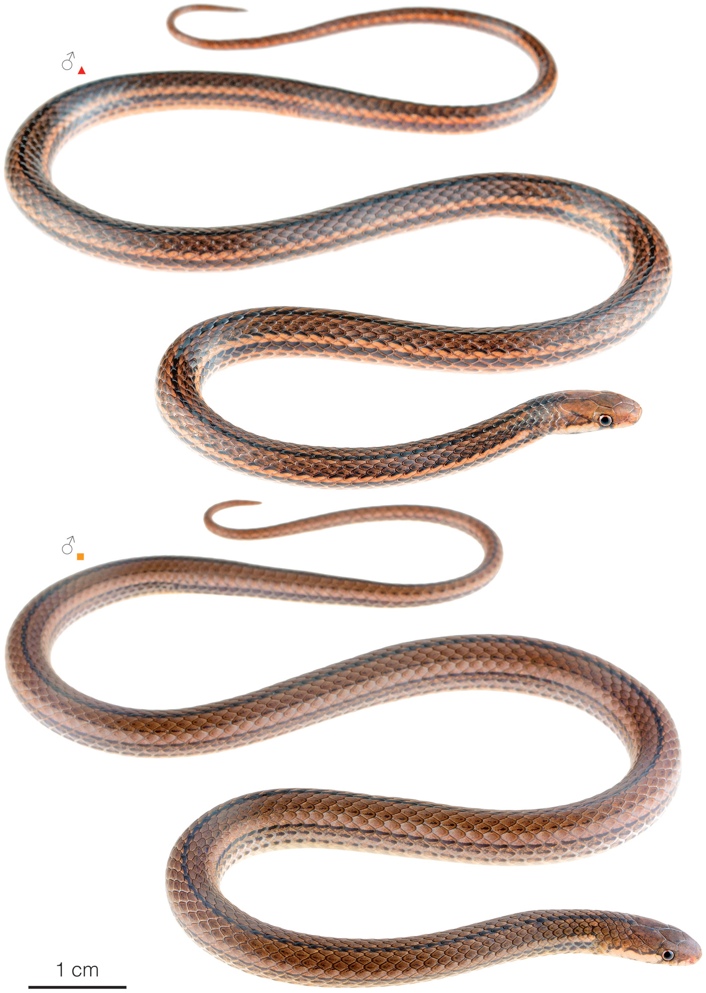 Figure showing variation among individuals of Tantilla equatoriana