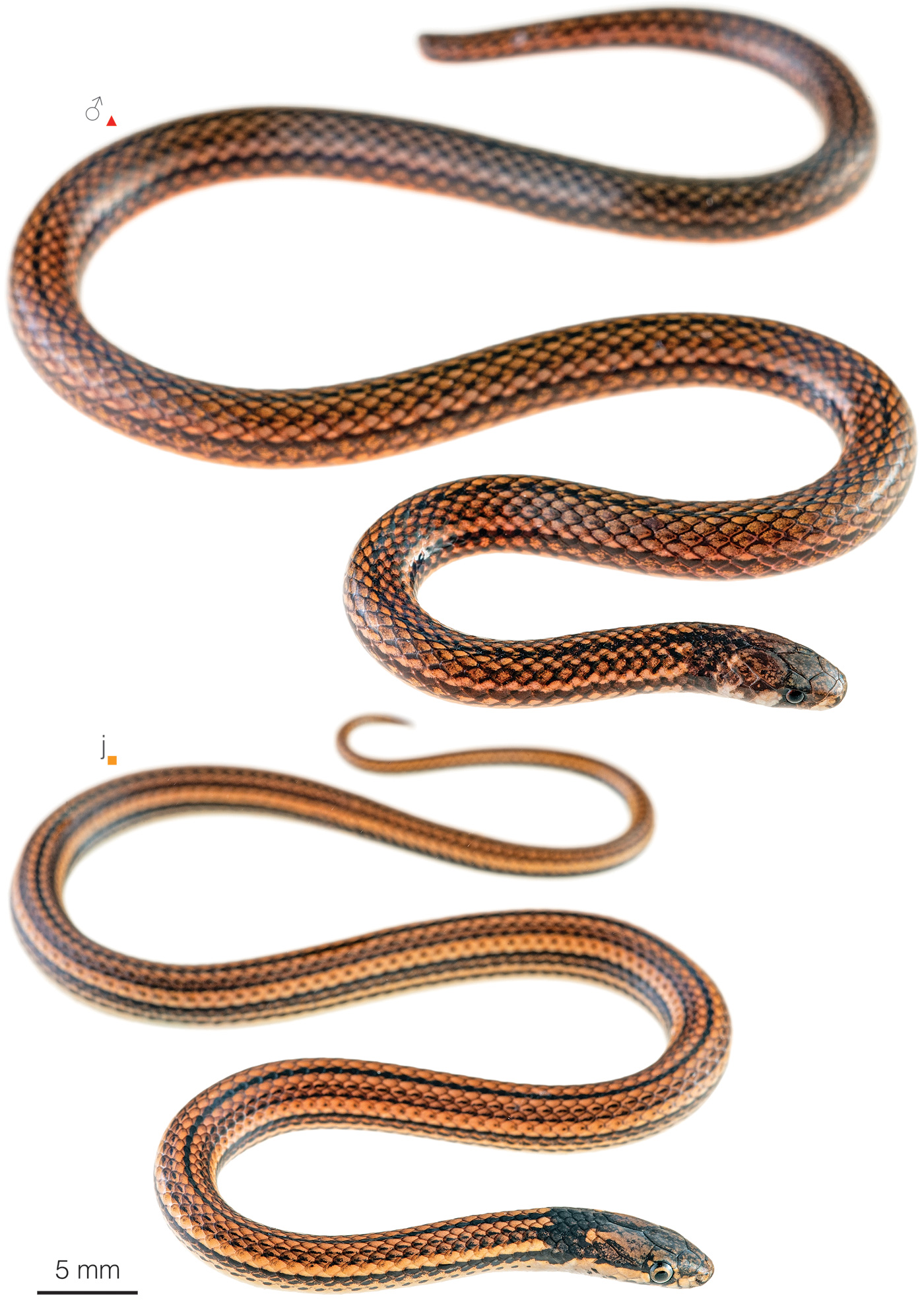 Figure showing variation among individuals of Tantilla miyatai