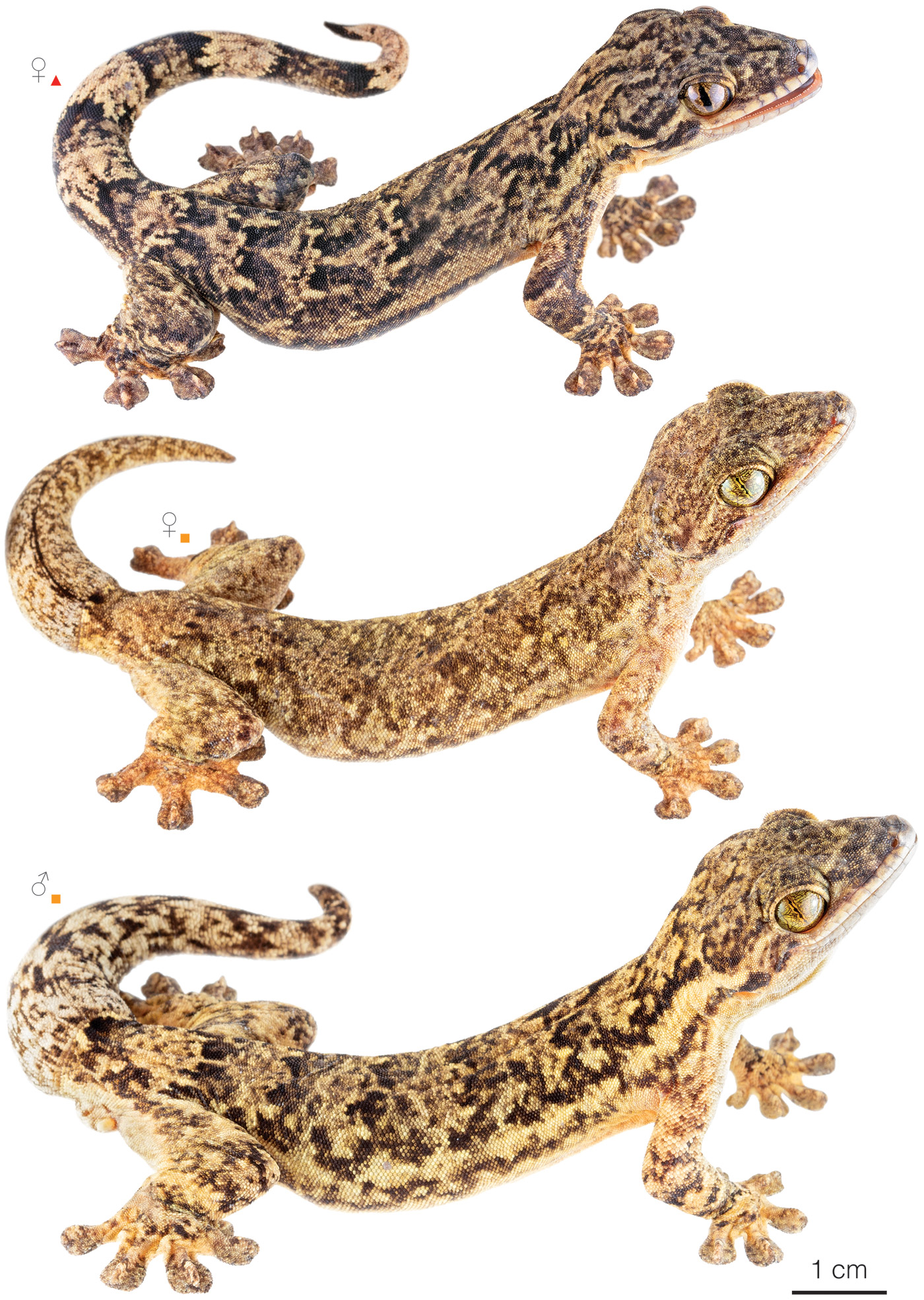 Figure showing variation among individuals of Thecadactylus rapicauda