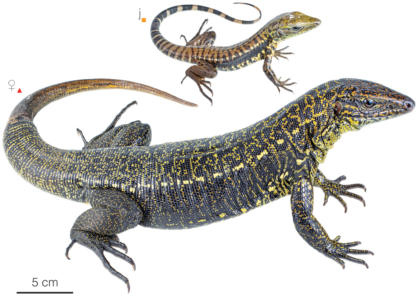 Figure showing variation among individuals of Tupinambis cuzcoensis