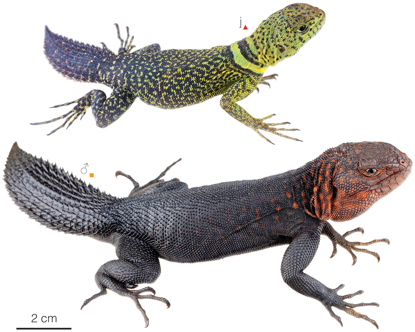 Figure showing variation among individuals of Uracentron flaviceps