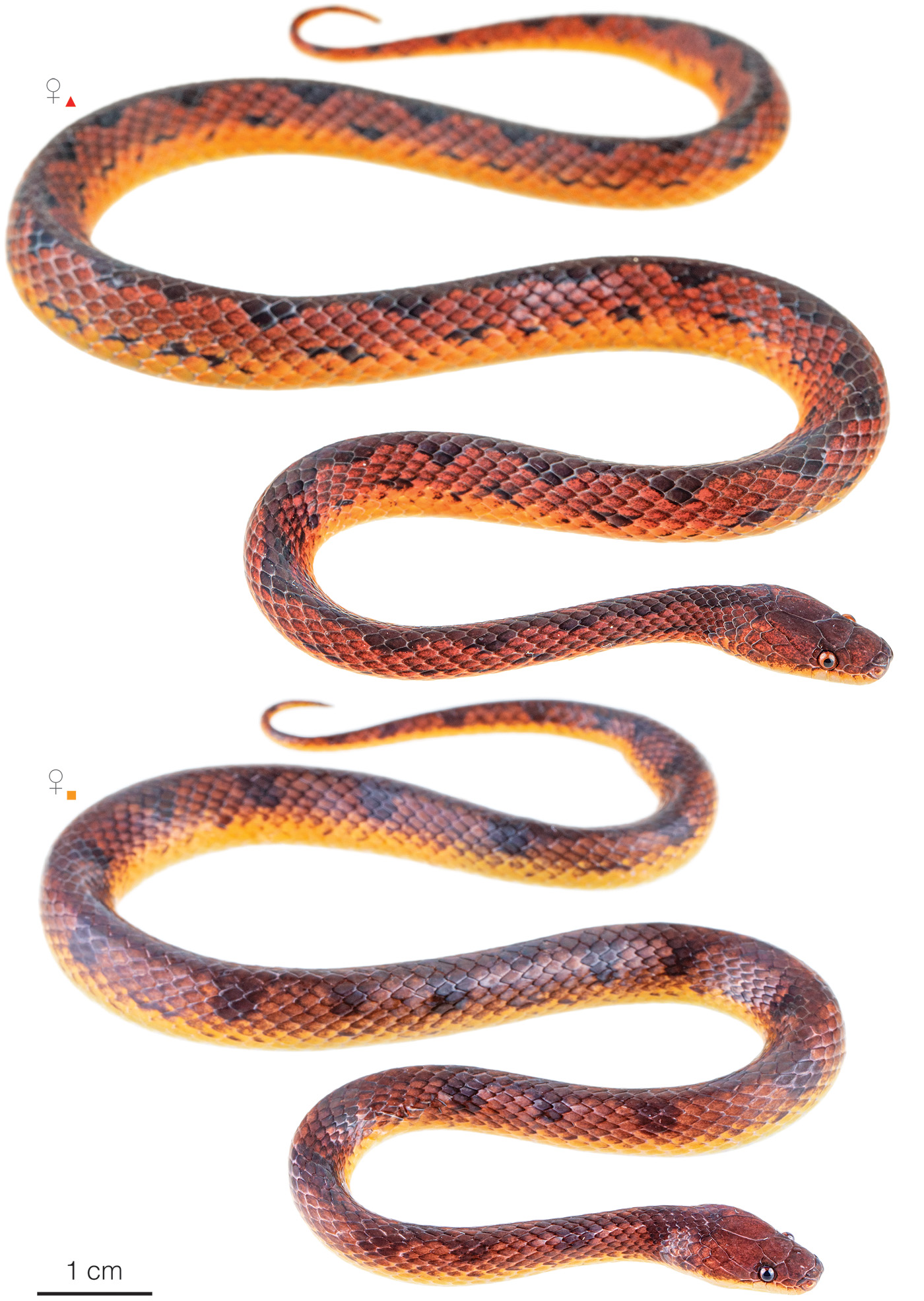 Figure showing variation among individuals of Xenopholis scalaris