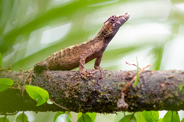 Picture of a Lyre Anole (Anolis lyra)