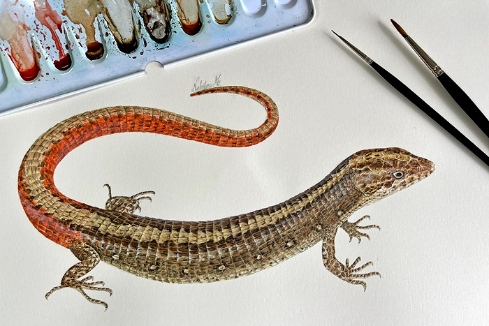 Illustration of a lizard by Valentina Nieto