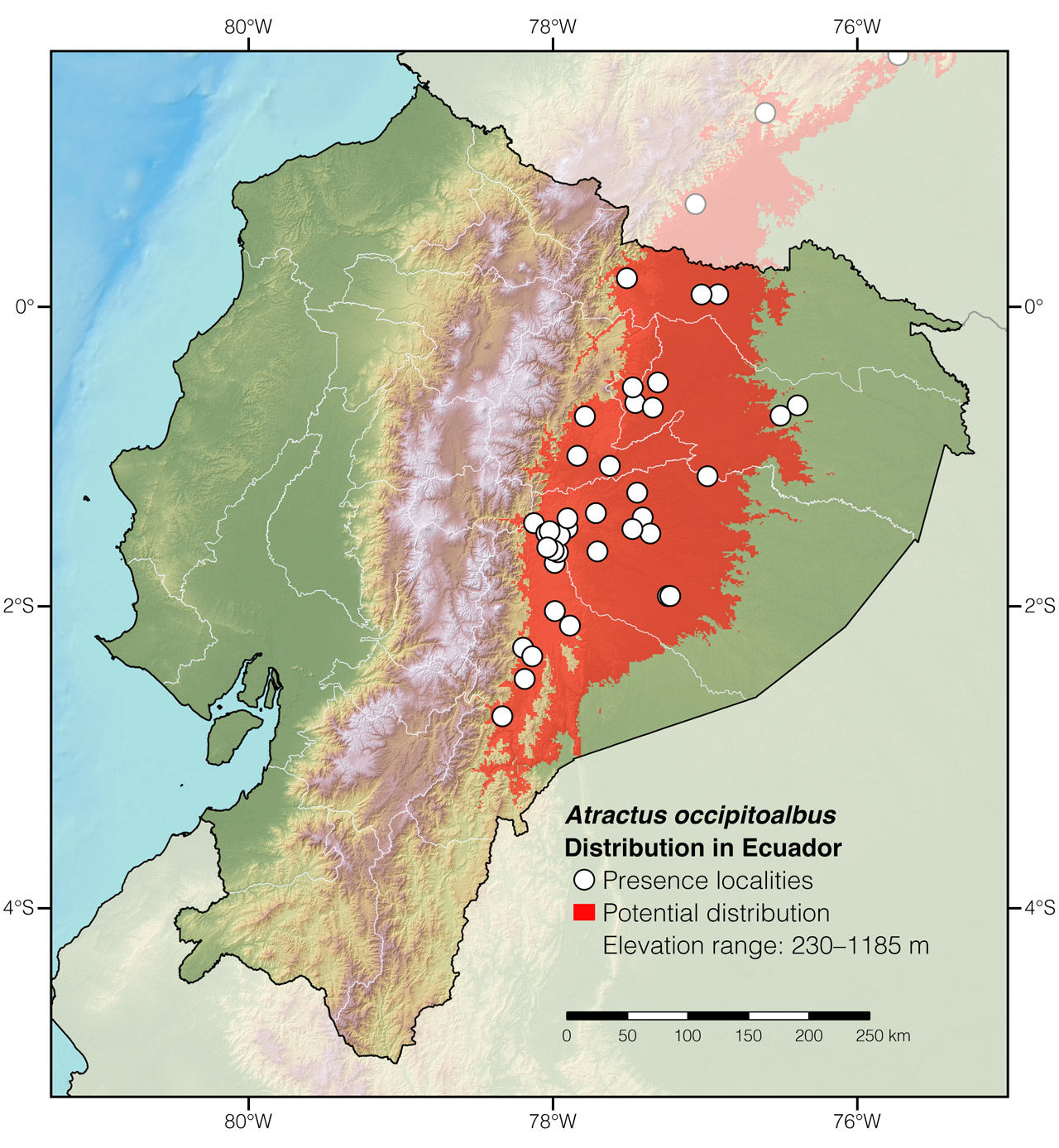 Distribution of Atractus occipitoalbus in Ecuador