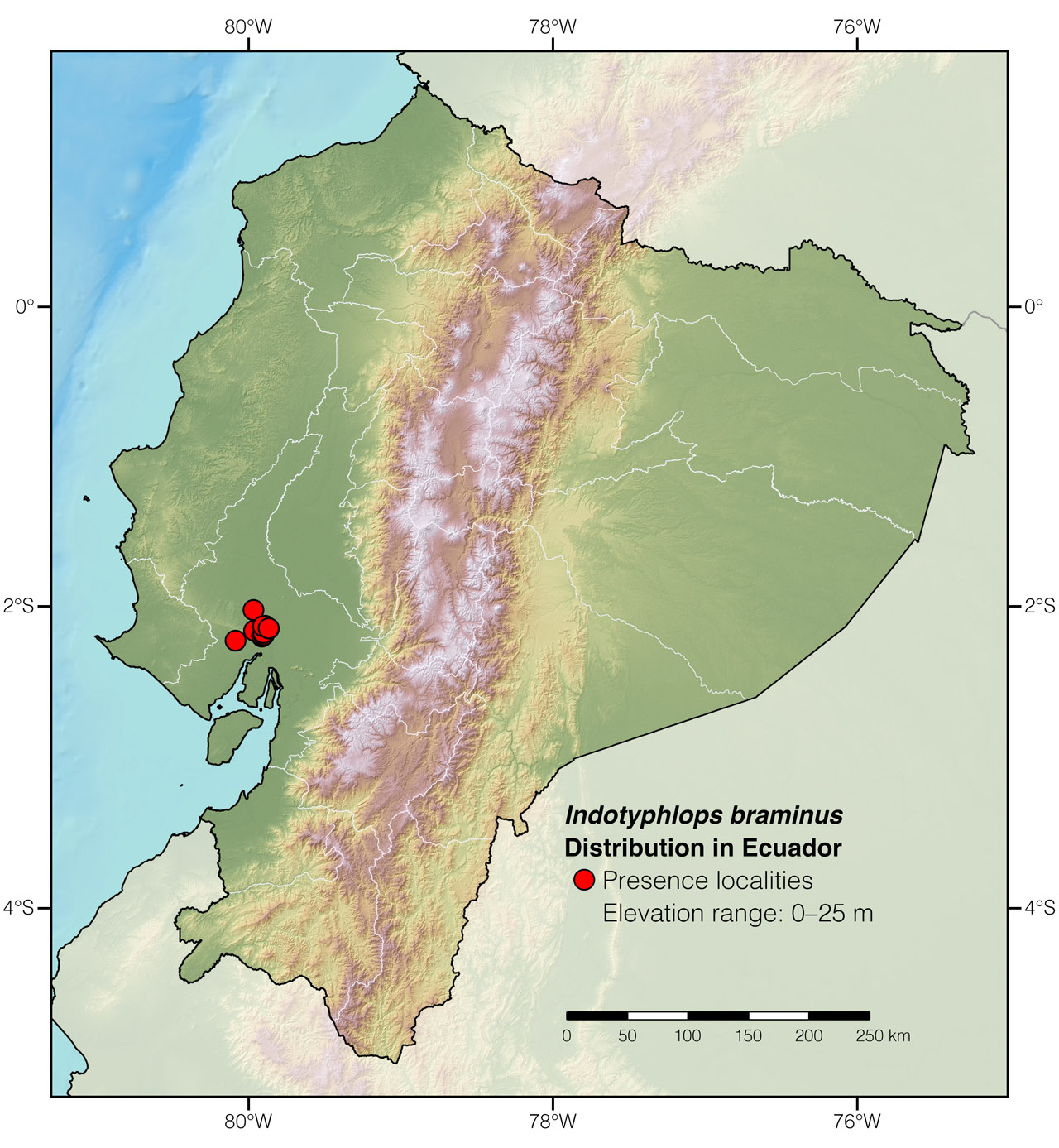 Distribution of Indotyphlops braminus in Ecuador