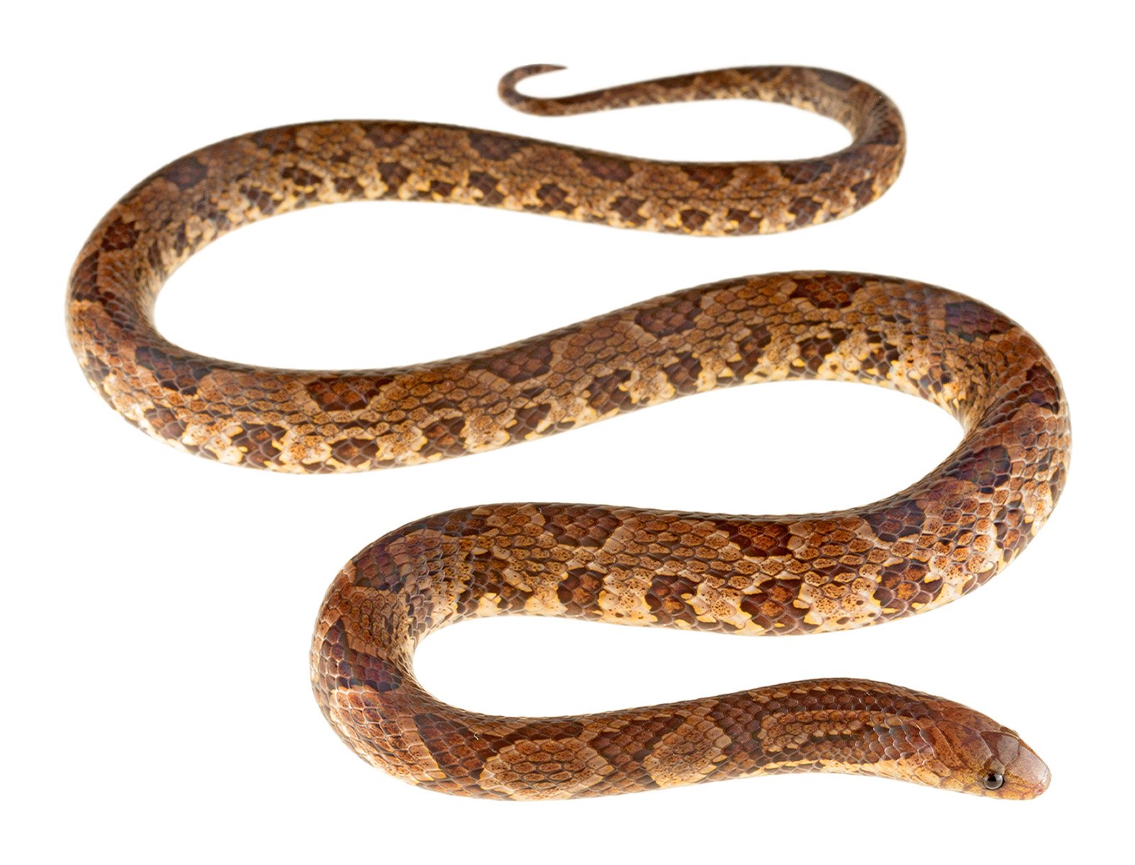 Adult Atractus major