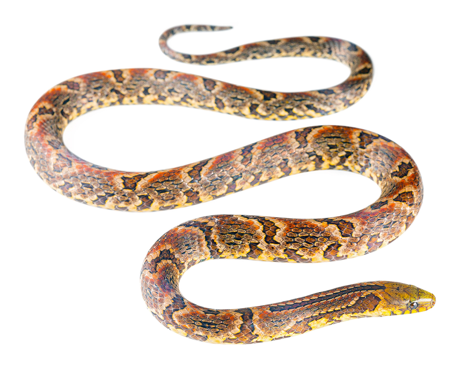 Adult Atractus major