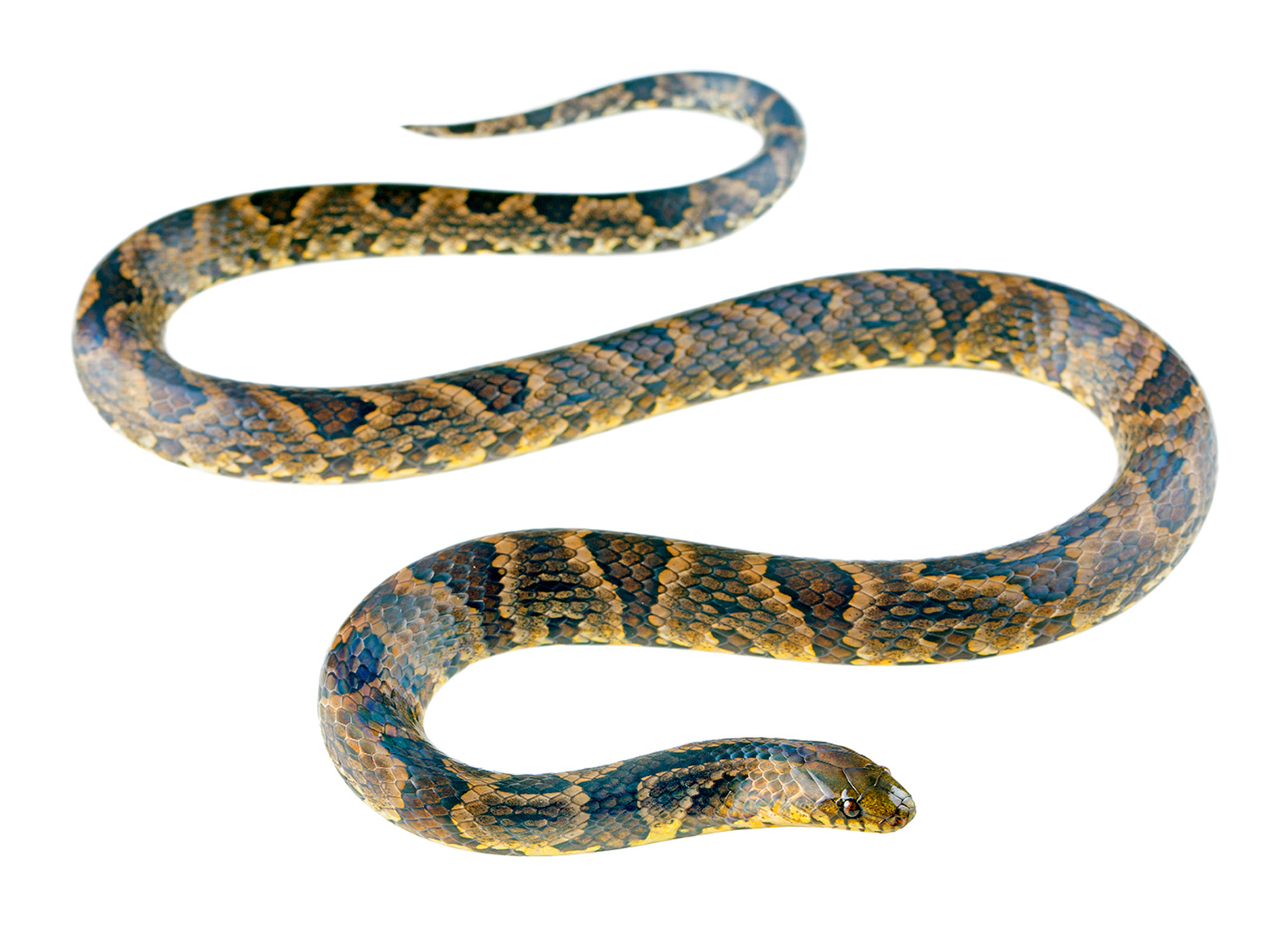 Systematic review of the polychromatic ground snakes Atractus