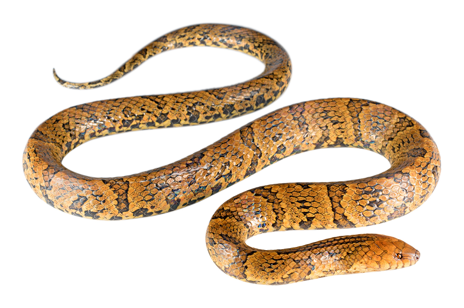 Adult Atractus major