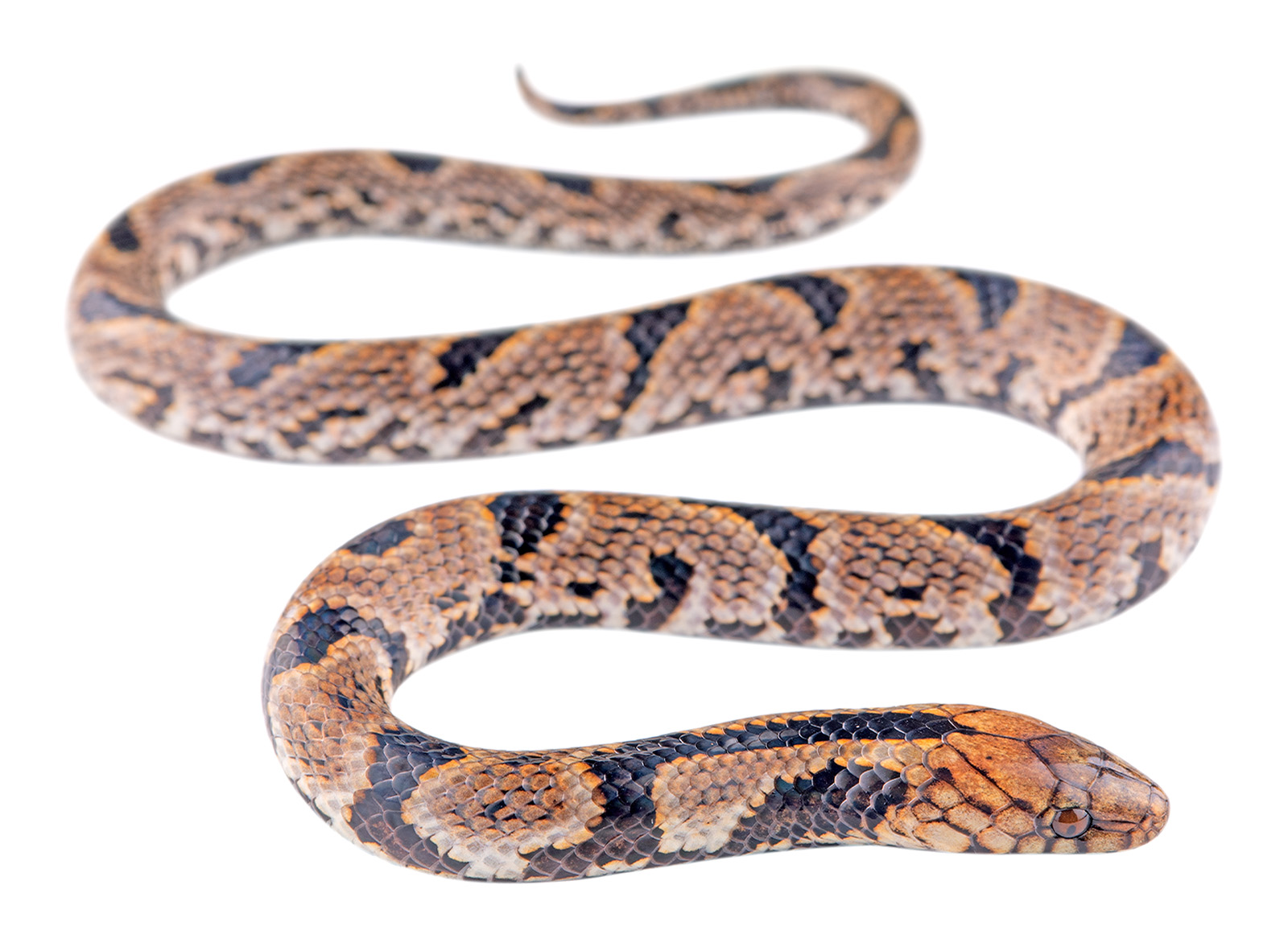 Juvenile Atractus major