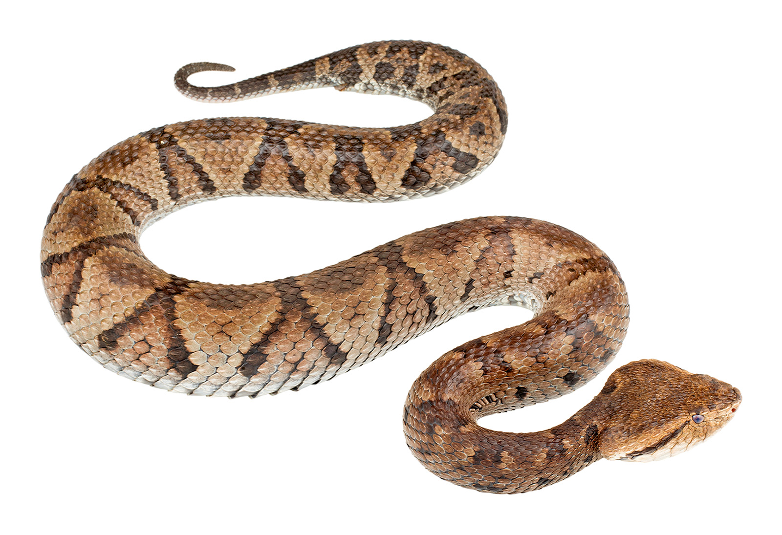 Adult female Bothrocophias microphthalmus