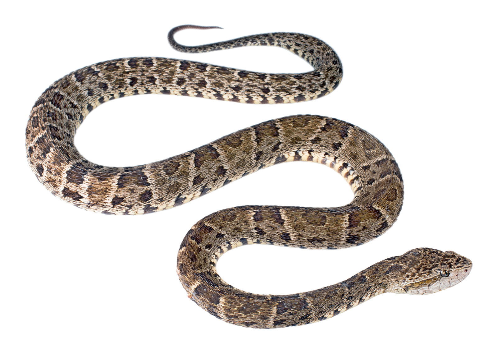 Adult Bothrops atrox