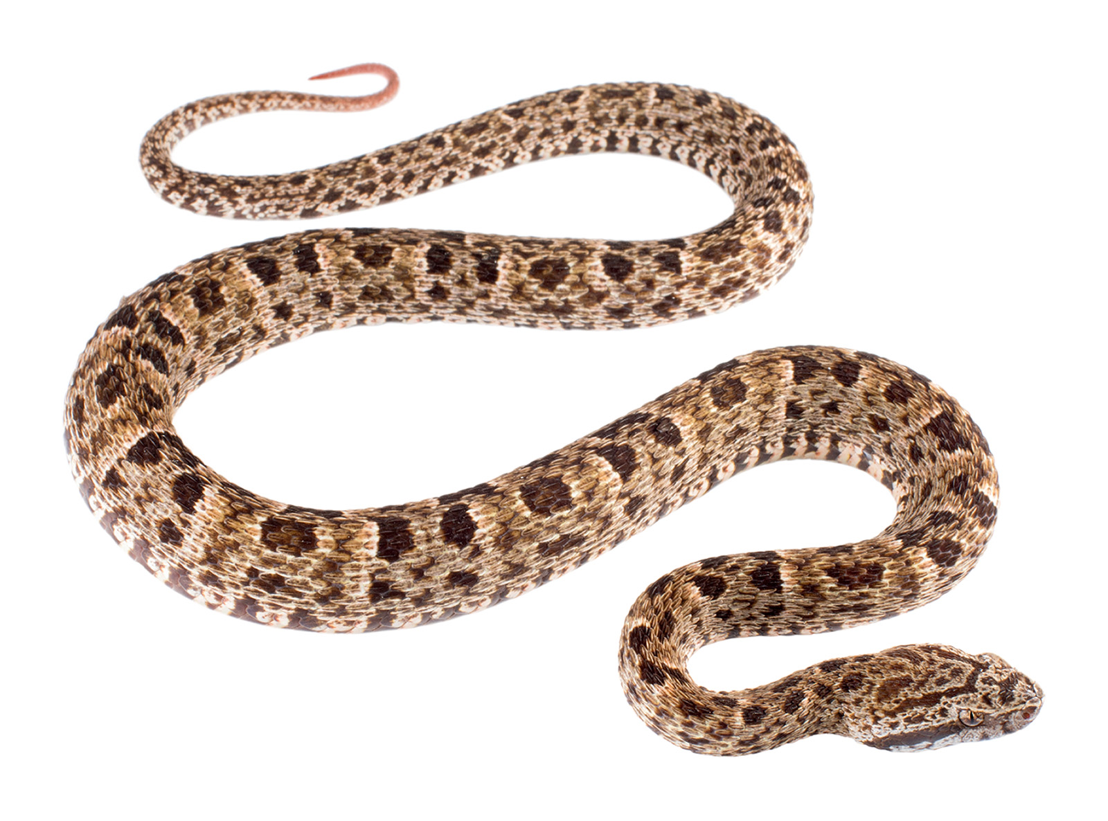 Adult Bothrops atrox