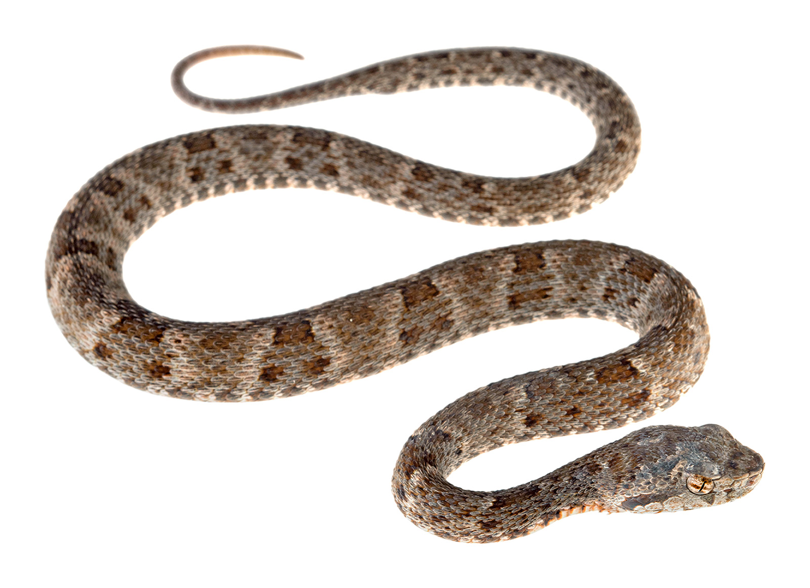 Juvenile Bothrops atrox