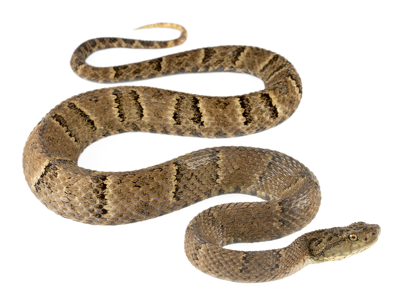 Adult Bothrops osbornei