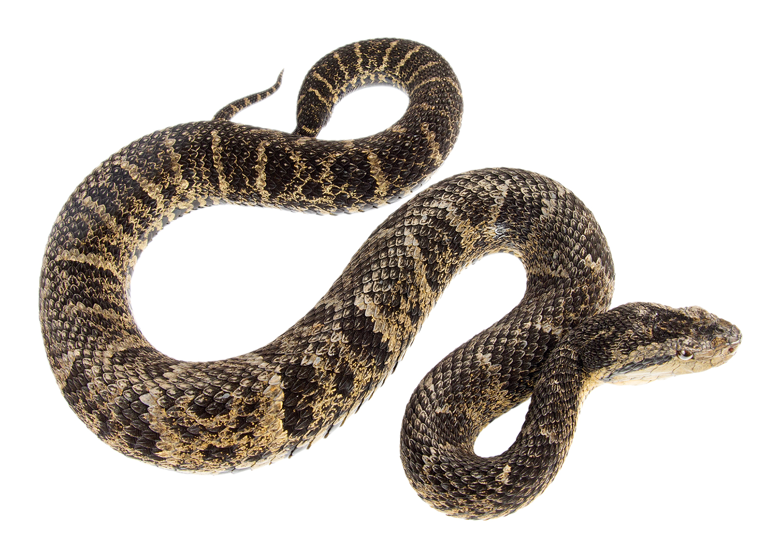 Adult Bothrops osbornei