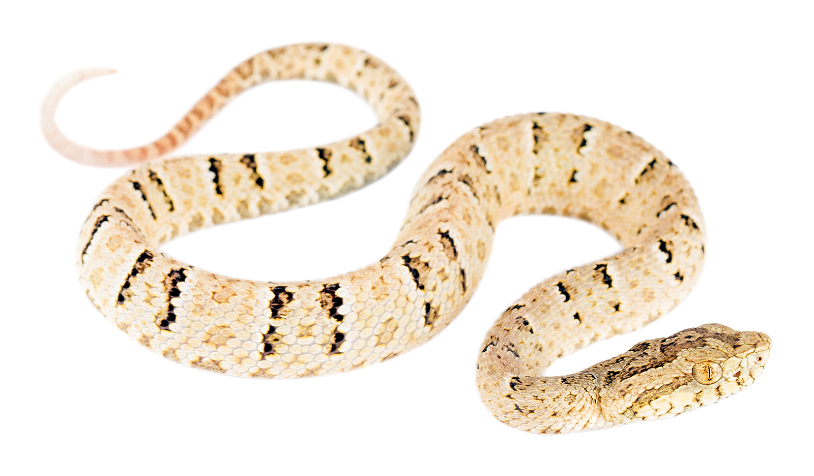 Juvenile Bothrops osbornei