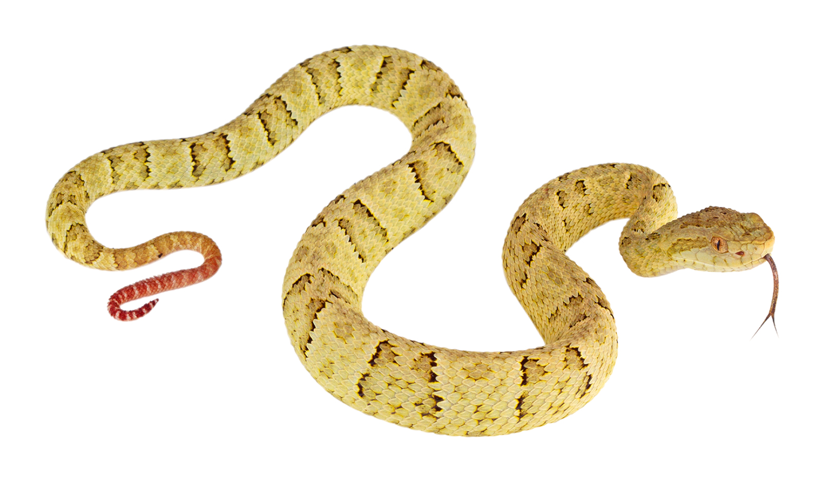 Juvenile Bothrops osbornei