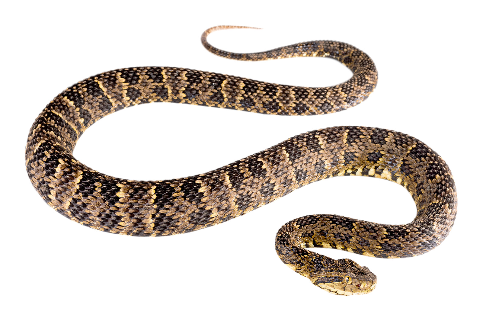 Adult Bothrops punctatus