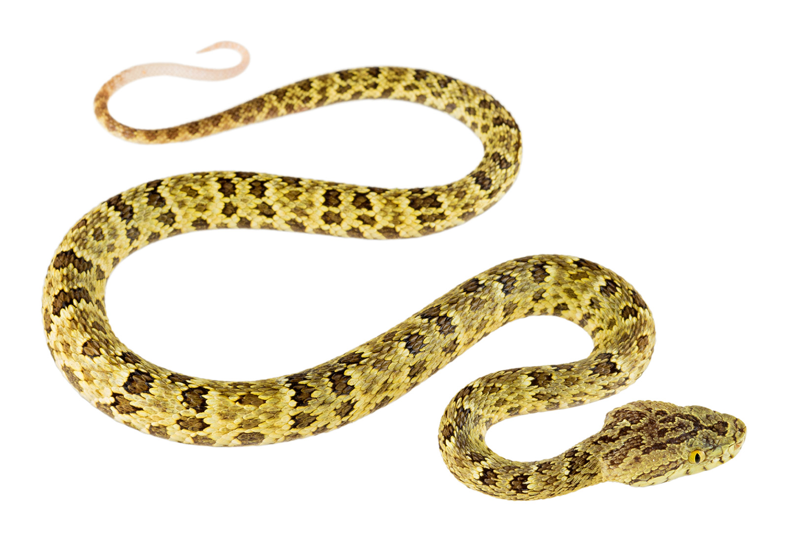 Juvenile Bothrops punctatus