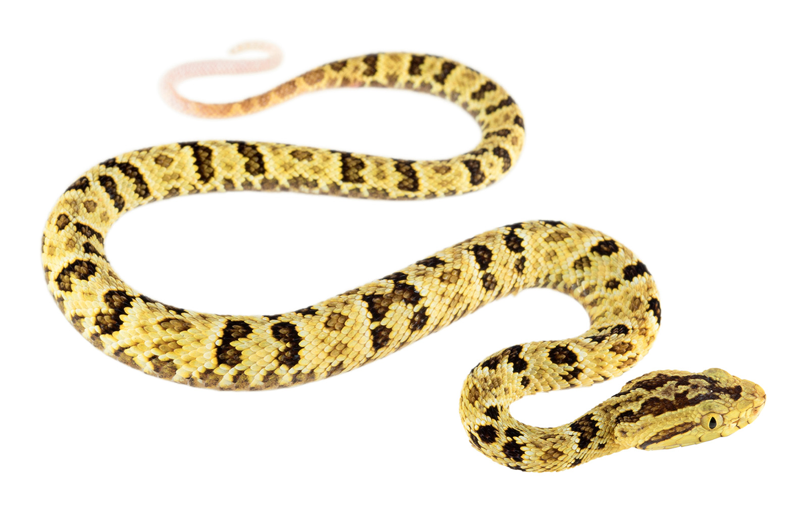 Juvenile Bothrops punctatus