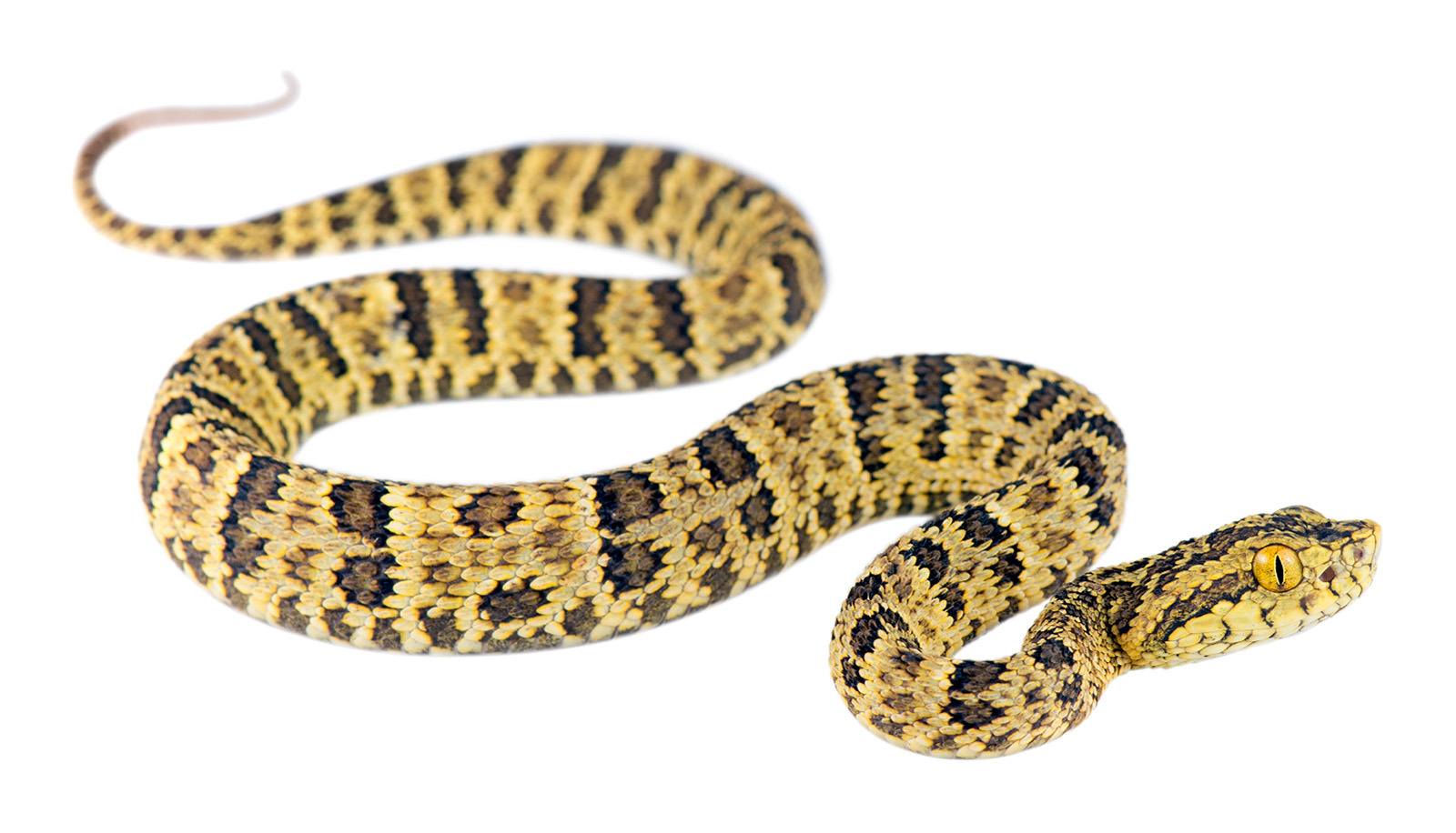 Juvenile Bothrops punctatus