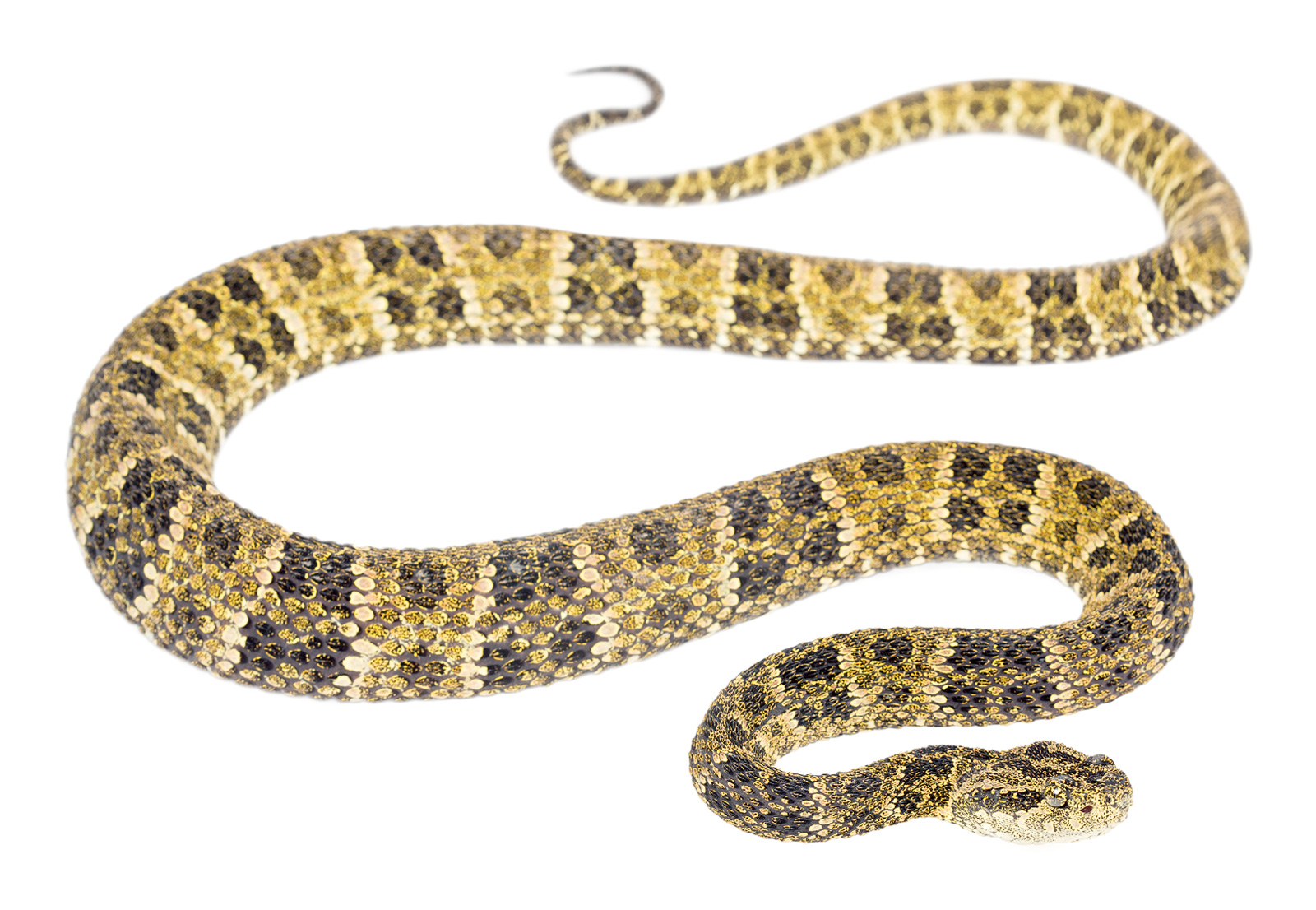 Adult female Bothrops taeniatus